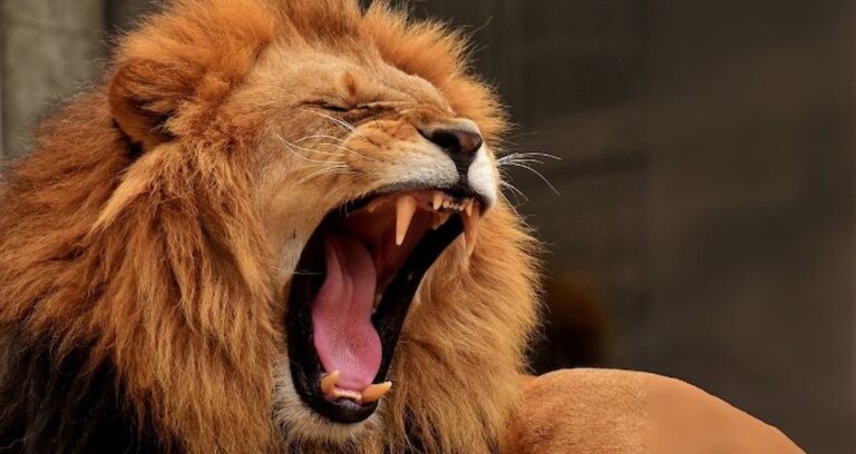 avrupanin ortasinda kanli kampanya besledikleri evcil hayvanlari yirticilara yem olmasi icin hayvanat bahcesine bagisliyorlar AbS3CdCb