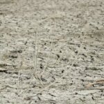 biyikali goletinde kuraklik sorunu MHbKi3gY