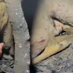 canakkalede yurek burkan goruntuler ugji5zgz