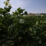 erzurumda yeni yerli patates cesitleri gelistirildi mq7RRElu