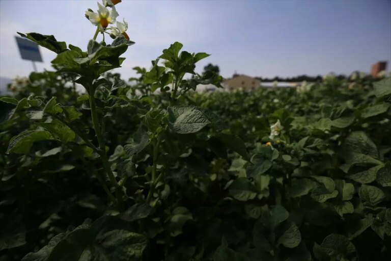 erzurumda yeni yerli patates cesitleri gelistirildi mq7RRElu