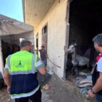 izmirde ac ve susuz birakilan uc at kurtarildi 1IWjOJyP