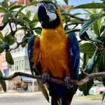 kayip papagan cabbar bulundu H4V7FcOY