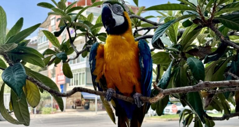 kayip papagan cabbar bulundu H4V7FcOY