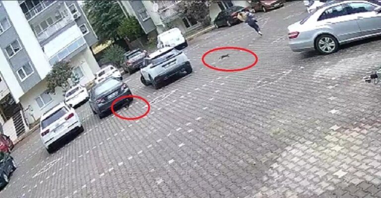 kedilerle komik kovalamaca cgEqsuH6