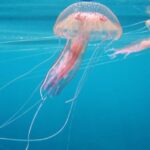 nukleer santrali denizanasi bozdu uretim durdu VHmplts1