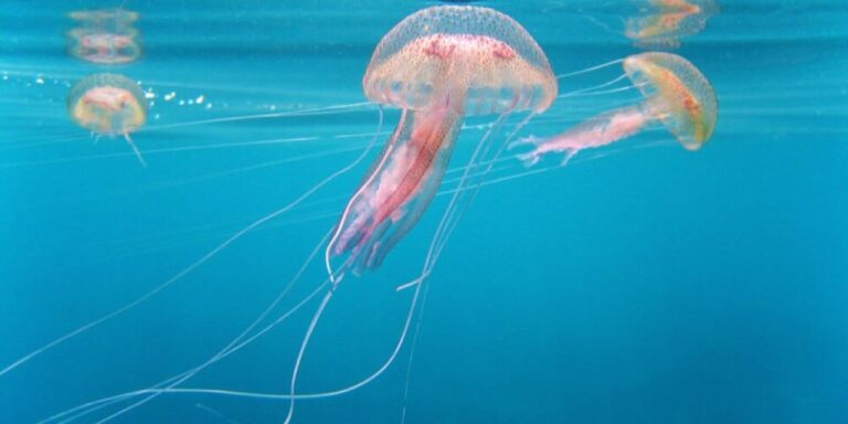 nukleer santrali denizanasi bozdu uretim durdu VHmplts1