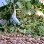 trabzonda ornek bahceyle 60 kilo tarihe karisiyor findik verimi donumde 250 kilogrami gordu RJDncdLG