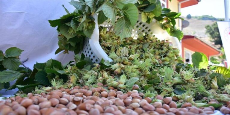 trabzonda ornek bahceyle 60 kilo tarihe karisiyor findik verimi donumde 250 kilogrami gordu RJDncdLG