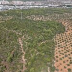 antalyada zeytin hasadi basladi 5BibYLlD.jpg