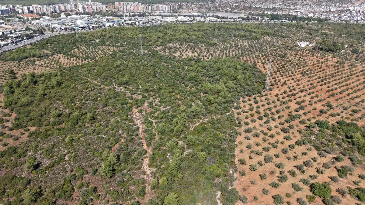 antalyada zeytin hasadi basladi 5BibYLlD.jpg