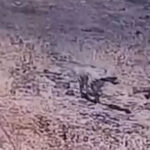 gunes enerjisi santralinde cizgili sirtlan surprizi JrbEsEEJ