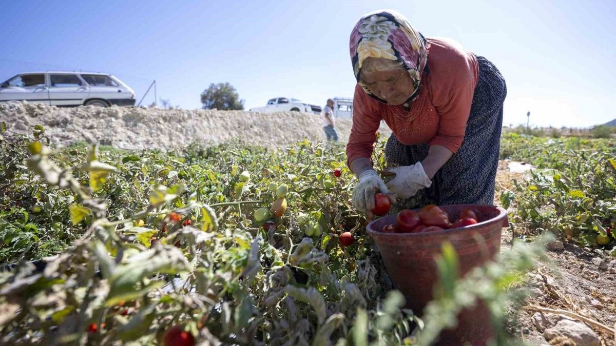 ureticiye yuzde 70 hibe destegi Llm1kuW1