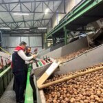 ceviz uretimi destekleniyor nNkbgXcI.jpg