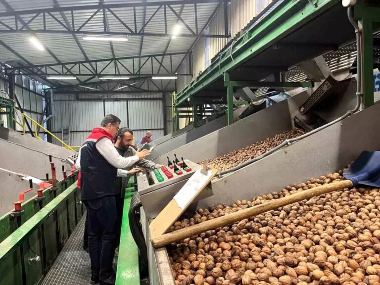 ceviz uretimi destekleniyor nNkbgXcI.jpg