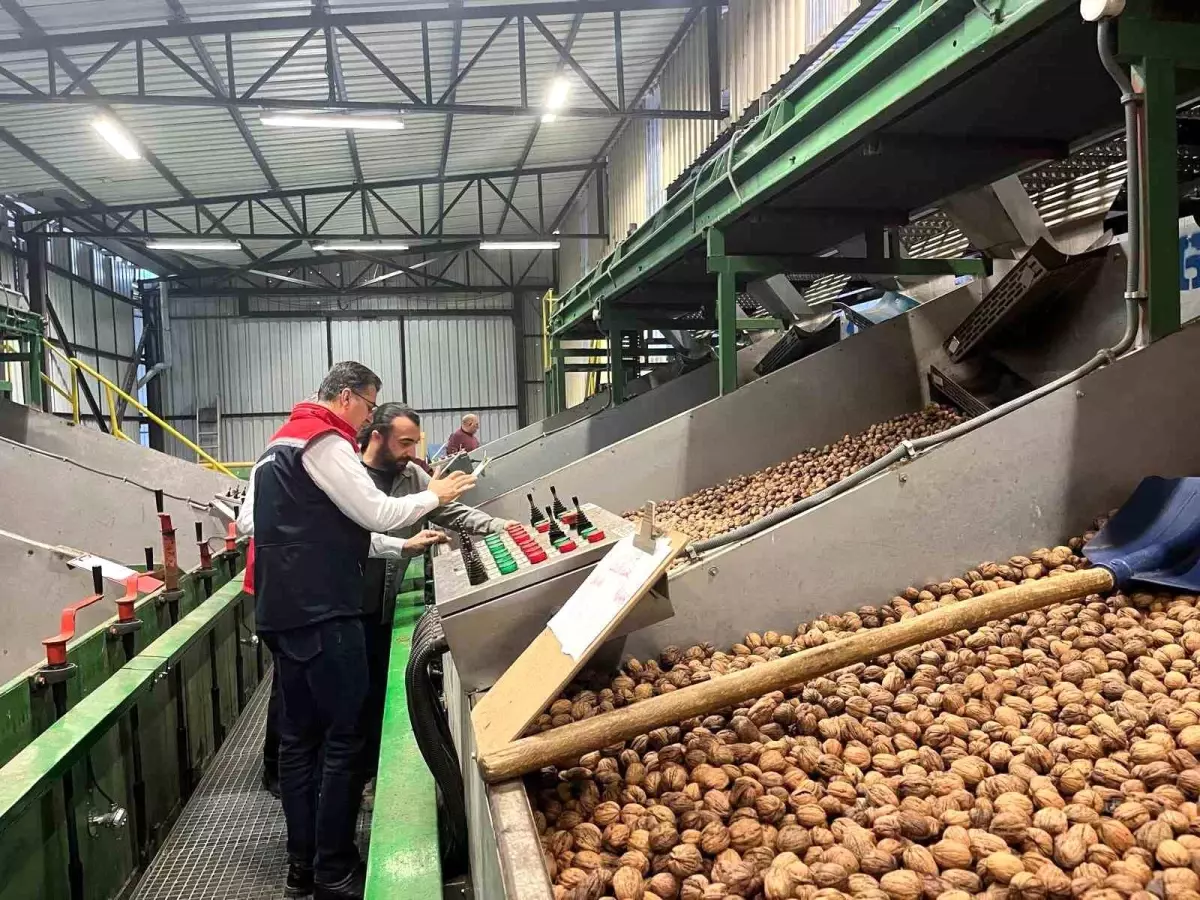 ceviz uretimi destekleniyor nNkbgXcI.jpg