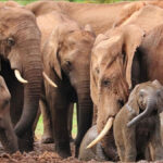 hindistanda-fil-surusu-koye-saldirdi-4-olu-B2jqA2Z5.jpg