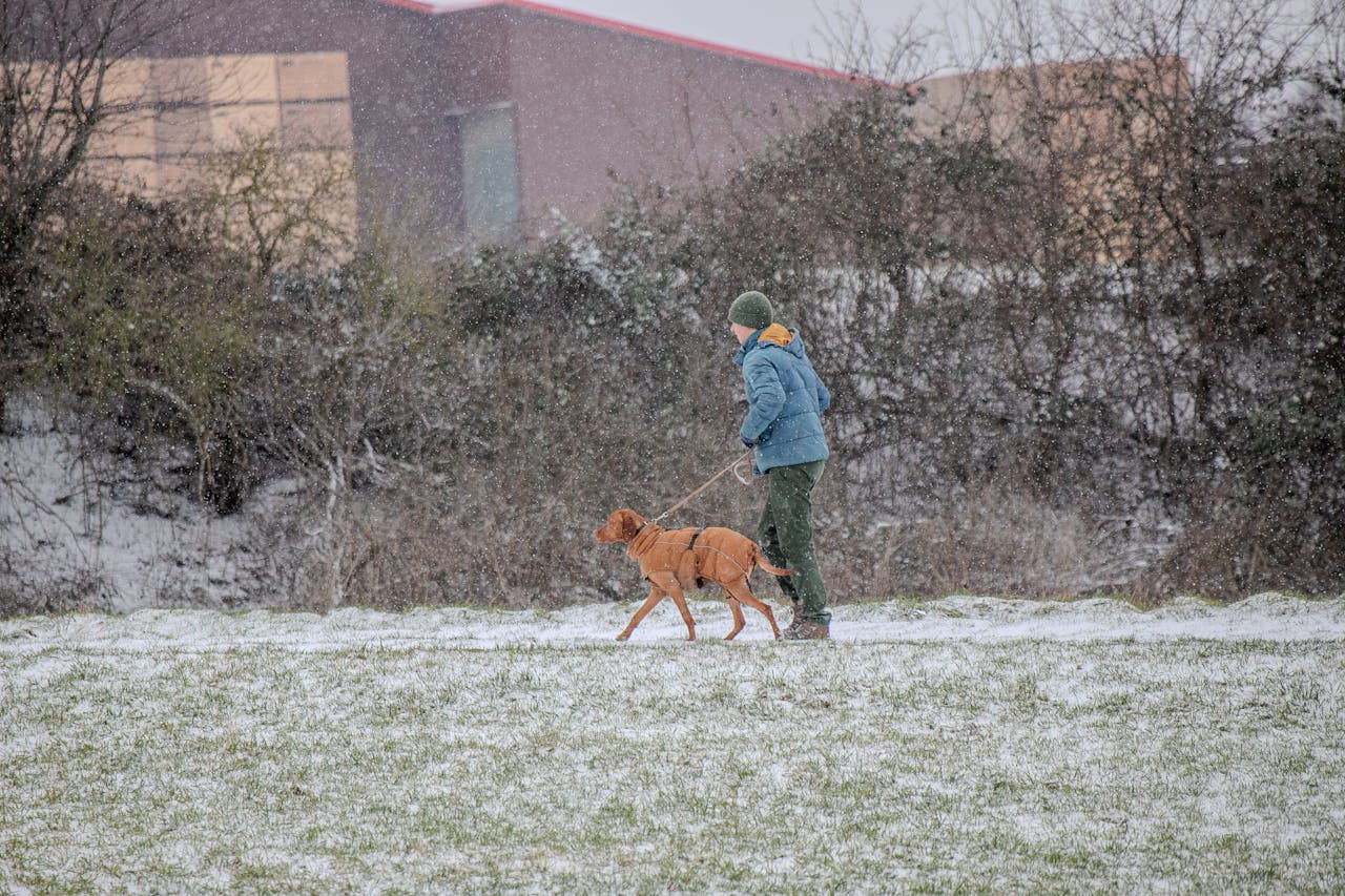 Köpek yürüyüşü