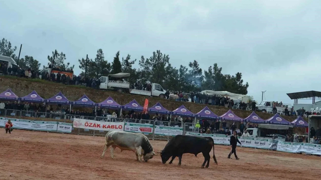 izmirde-3-boga-guresleri-festivali-heyecani-zGf8bBSr