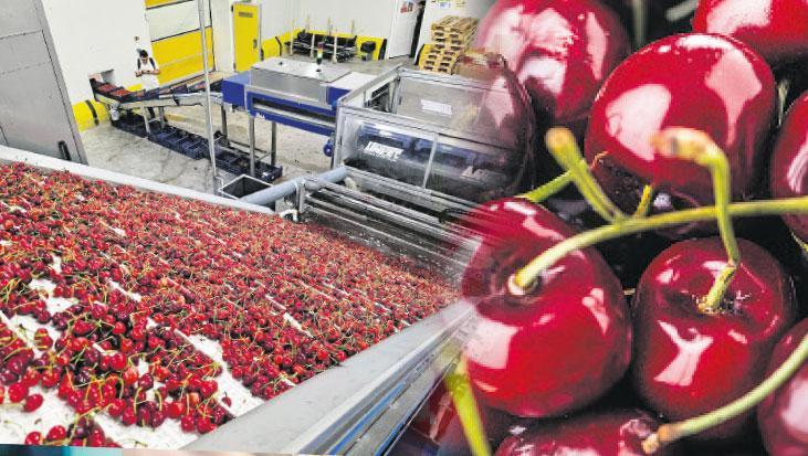 Türk kirazının Çin yolculuğu başlıyor